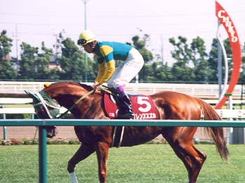 サイレンススズカ 金鯱賞 ぬいぐるみ AVANTI アバンティ 馬 競馬